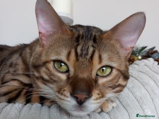 Bengal cats PROVEN ♡ Handsome BENGAL STUD > Carries SNOW + SLV in Birmingham - Advert 6