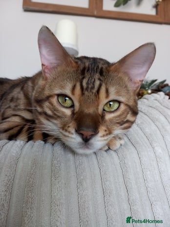 Bengal cats PROVEN ♡ Handsome BENGAL STUD > Carries SNOW + SLV in Birmingham - Advert 1