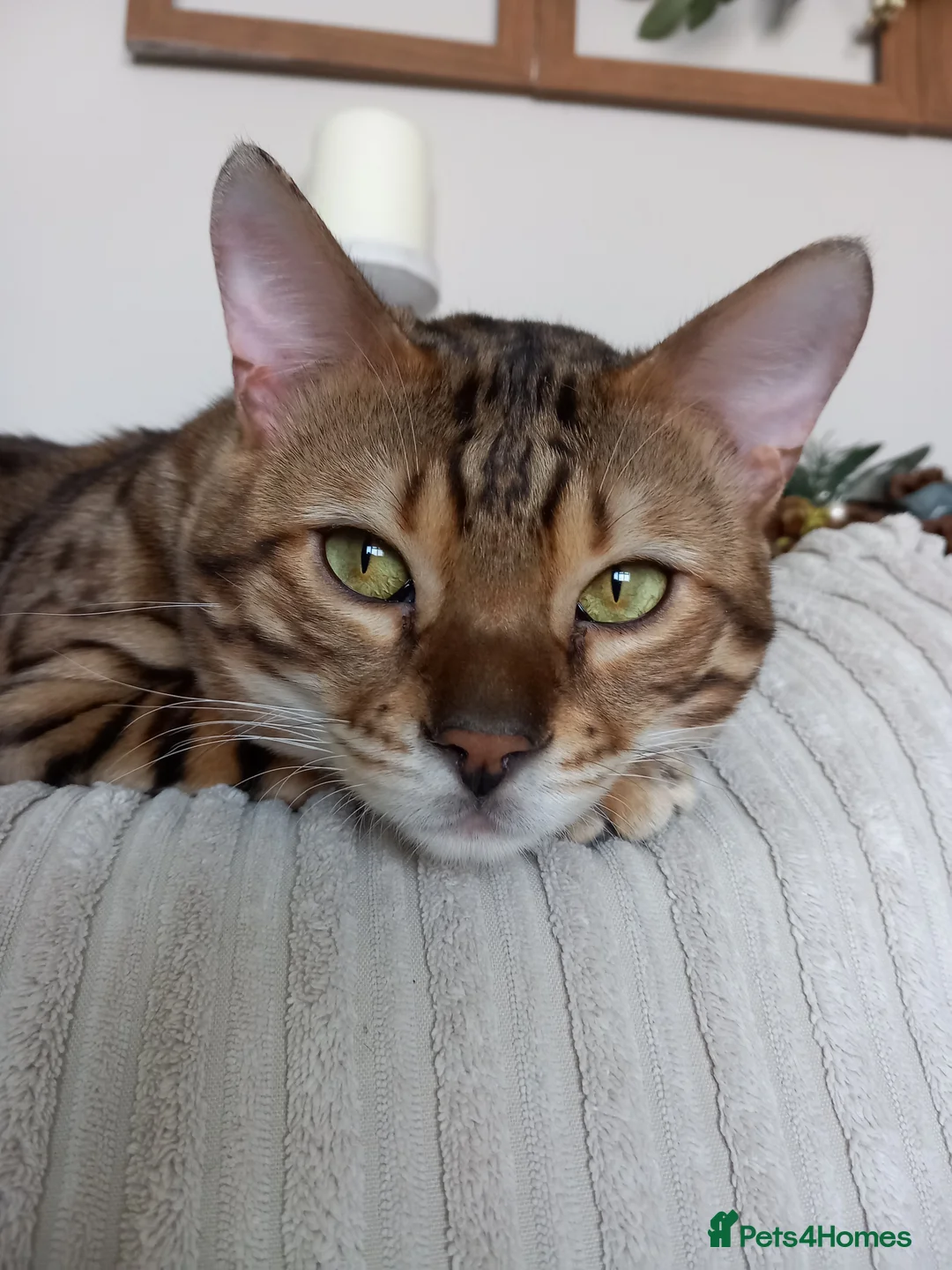 Bengal cats for stud: PROVEN ♡ Handsome BENGAL STUD > Carries SNOW + SLV in Birmingham - Advert 1
