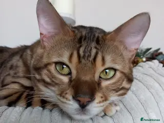 Bengal cats PROVEN ♡ Handsome BENGAL STUD > Carries SNOW + SLV in Birmingham - Advert 2