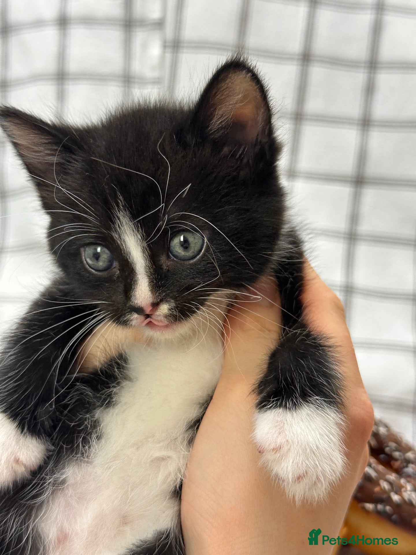 Mixed Breed cats 2 stunning kittens 🎀🩵 - Advert 20