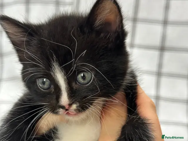 Mixed Breed cats for sale: *1 left* 💙🩷 2 stunning kittens - Advert 18