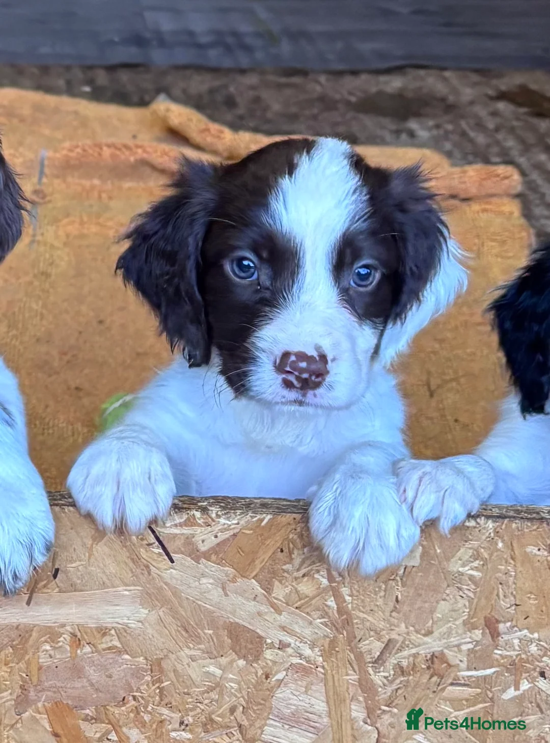 Sprocker dogs for sale: 7 beautiful spaniel puppies for sale in Woking - Advert 2