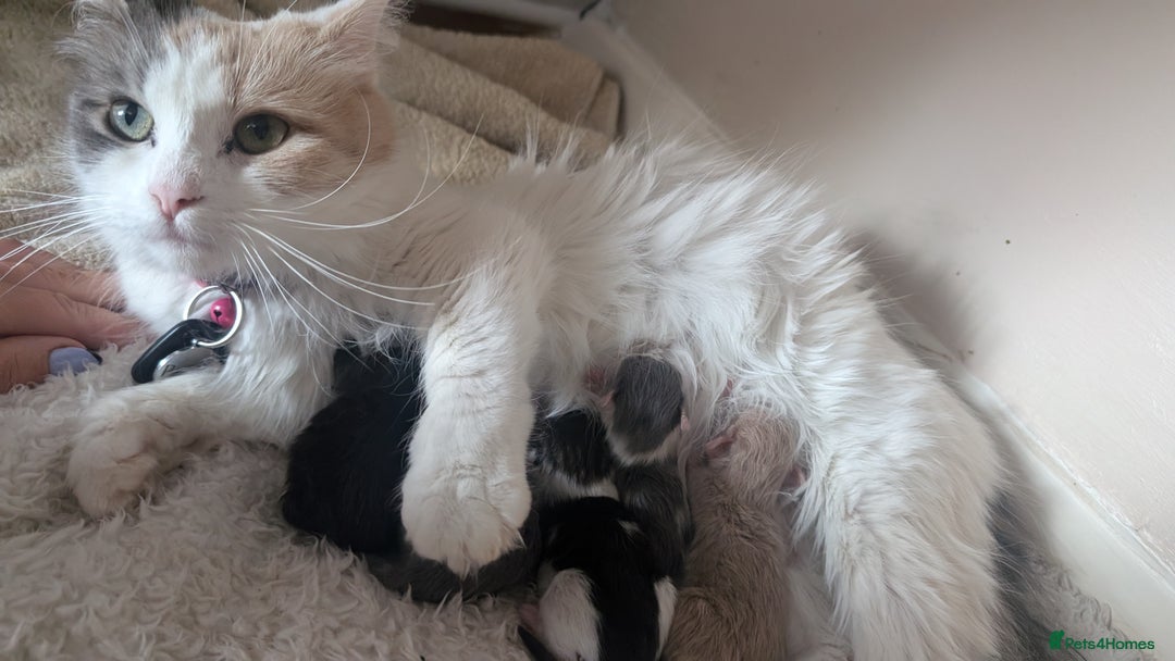 Maine Coon cats for sale: Maine Coon kittens available to loving homes 💖 - Image 13