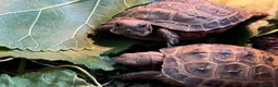 Tortoise reptiles for sale: Baby Horsfield Tortoise 2026 Hatchlings - Advert 4