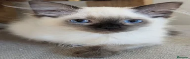 Douglas 
