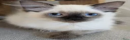 Ragdoll cats for sale: Beautiful ragdoll babies 💖💖💖 - Advert 24