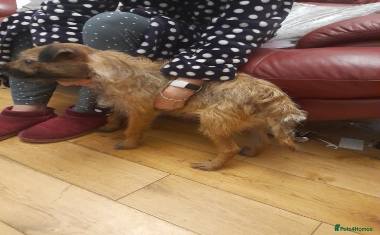 Border Terrier dogs - Advert 3