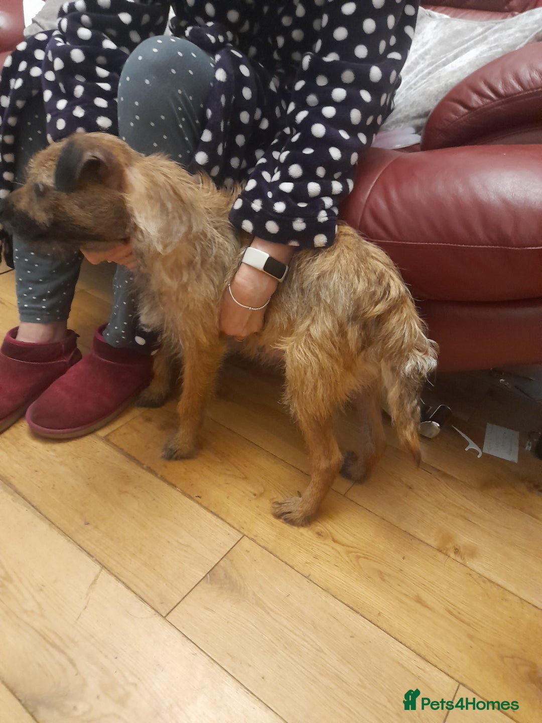 Border Terrier dogs for sale: Border terrier bitches for sale  - Image 1