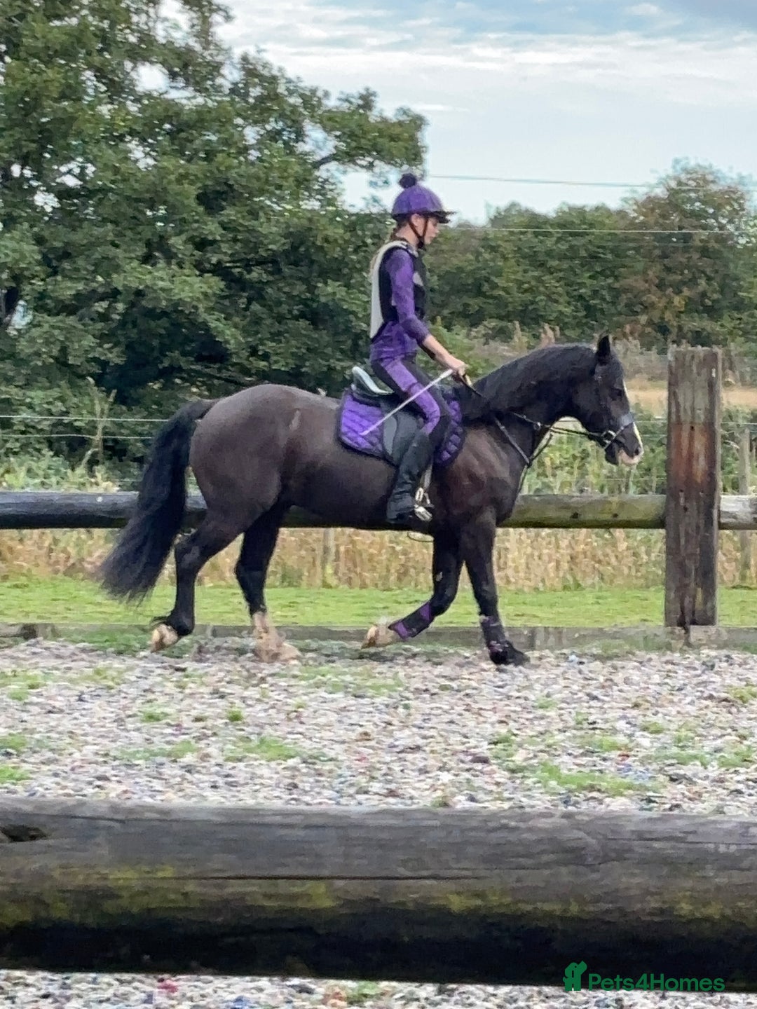 Welsh Section D horses for sale: Stunning Welsh Section D - Image 3