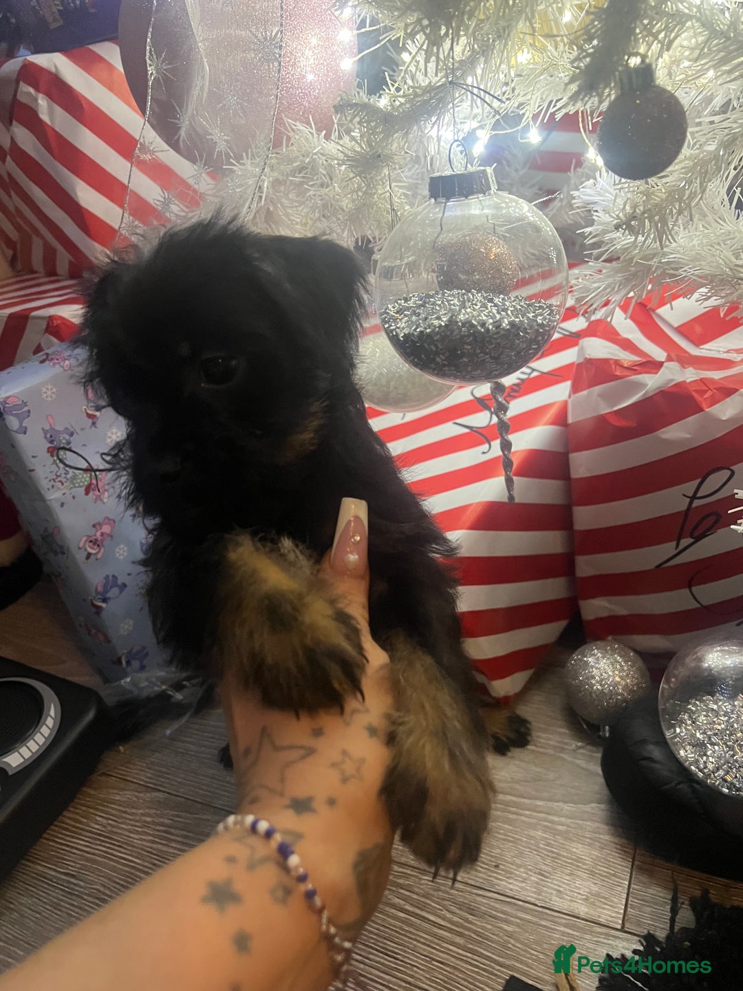 Mixed Breed dogs for sale: Jackapoo frenchy - Advert 20