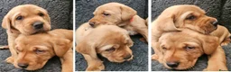 Labrador Retriever dogs for sale: Red Fox Labs : Health Checked-KC Reg-FTCH Pedigree - Advert 3