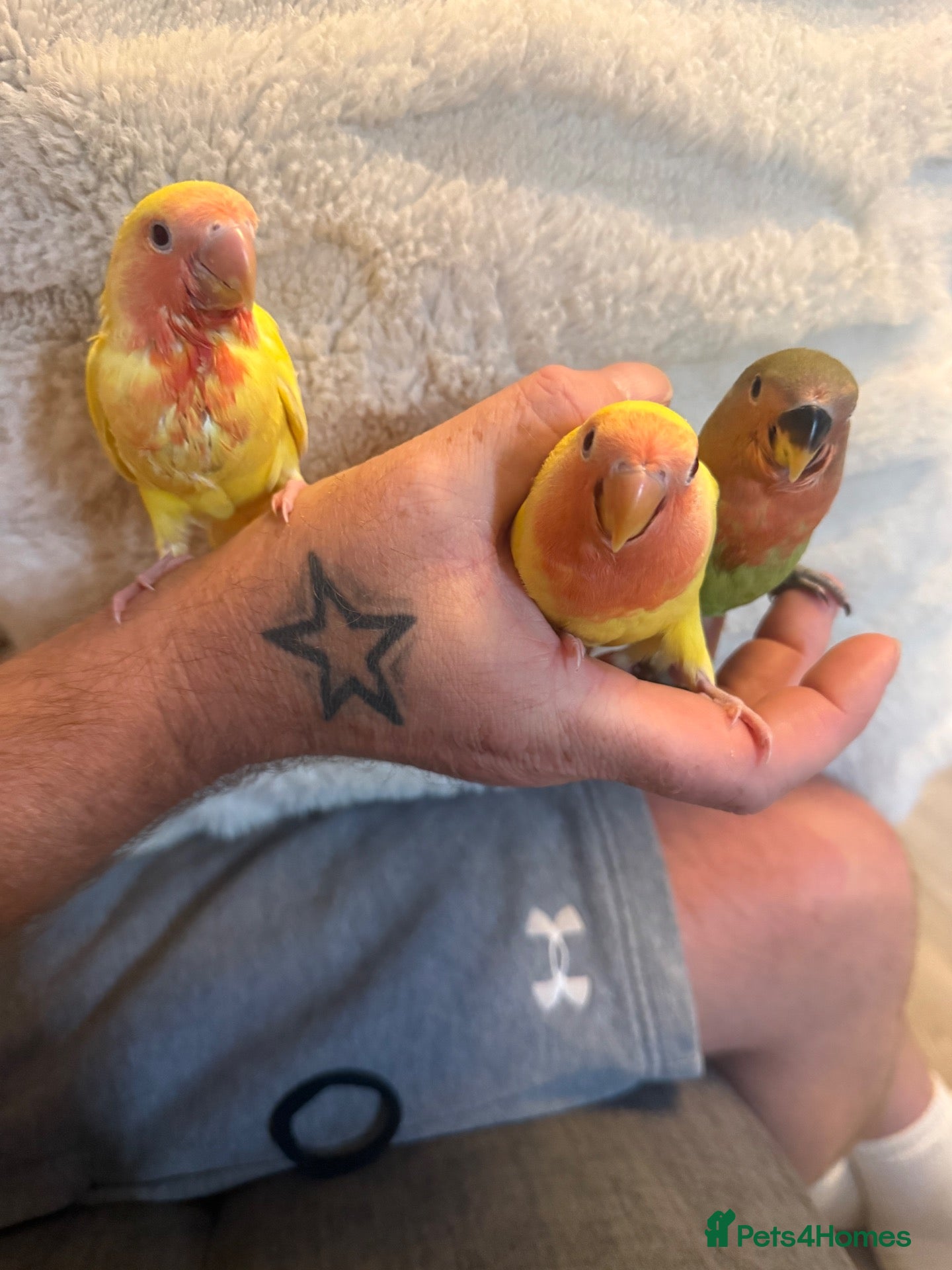 Lovebirds birds Baby hand reared lovebirds 2 x Lutino 1 x normal   - Advert 1