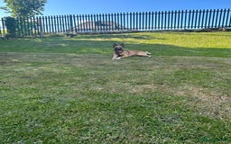 Belgian Shepherd Dog dogs for sale: Belgium malinois  - Image 2