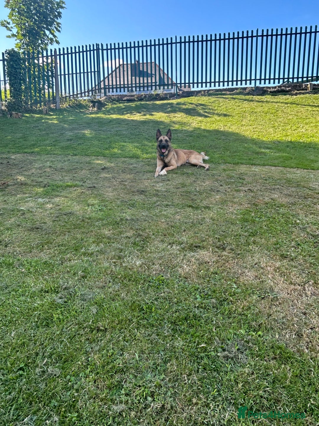 Belgian Shepherd Dog dogs for sale: Belgium malinois  - Image 2