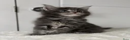 Maine Coon cats for sale: 🐈🐈‍⬛ Russian/European Bloodline Kittens 💕🐱 - Advert 33