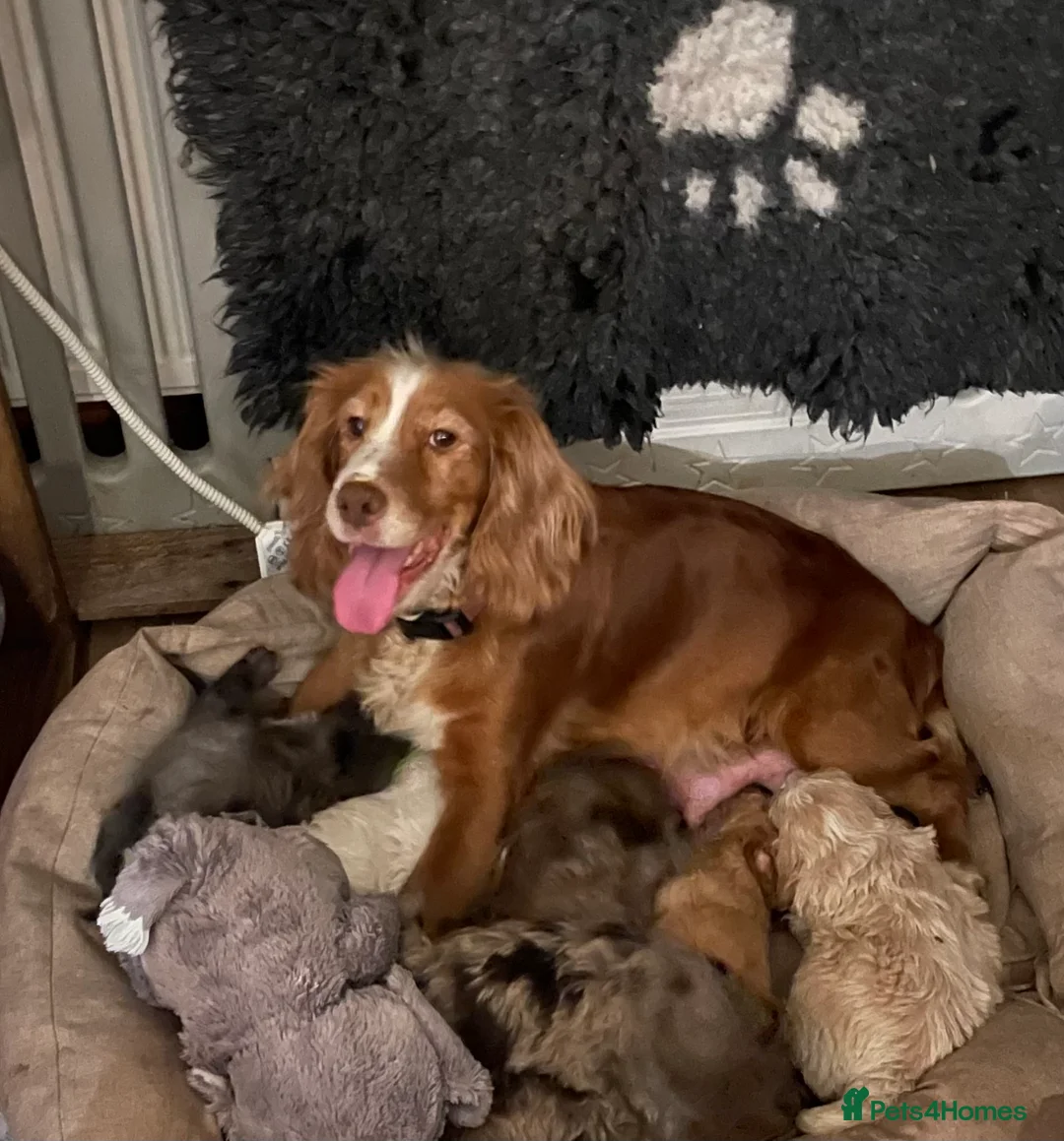 Cockapoo dogs for sale: f1 stunning toy cockerpoo  - Advert 18