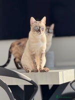 Bengal cats 🤍❄️ TICA SNOW BENGALS ❄️🤍 - Euro Champion Lines - Advert 2