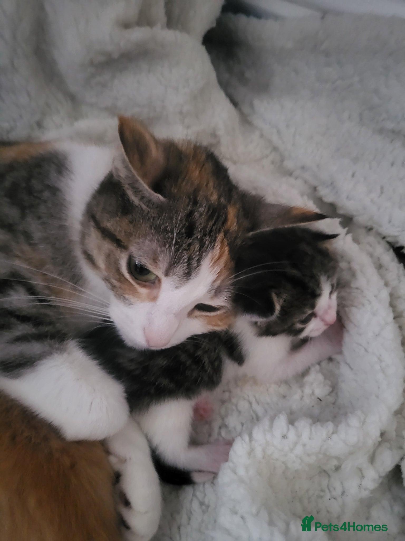 Mixed Breed cats Stripy - Advert 1