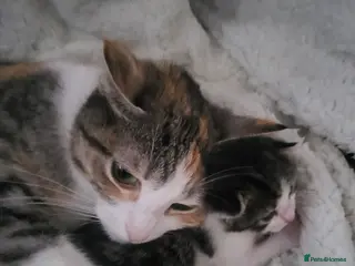 Mixed Breed cats Stripy - Advert 1