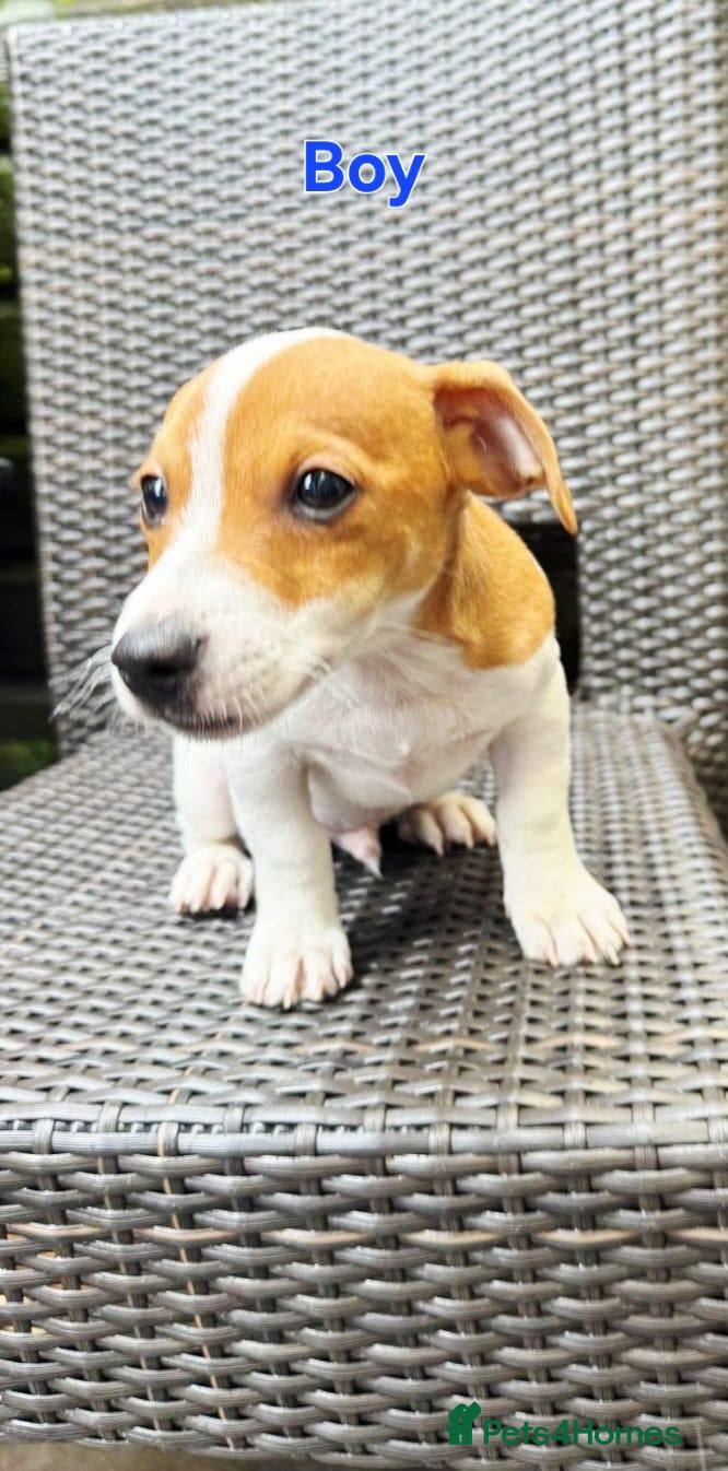 Jack Russell dogs Jack Russell  - Advert 3