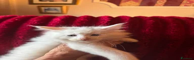 Maine Coon 3