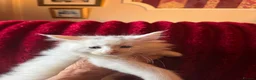 Maine Coon cats for sale: White Maine Coon kittens in Bury Saint Edmunds - Advert 11