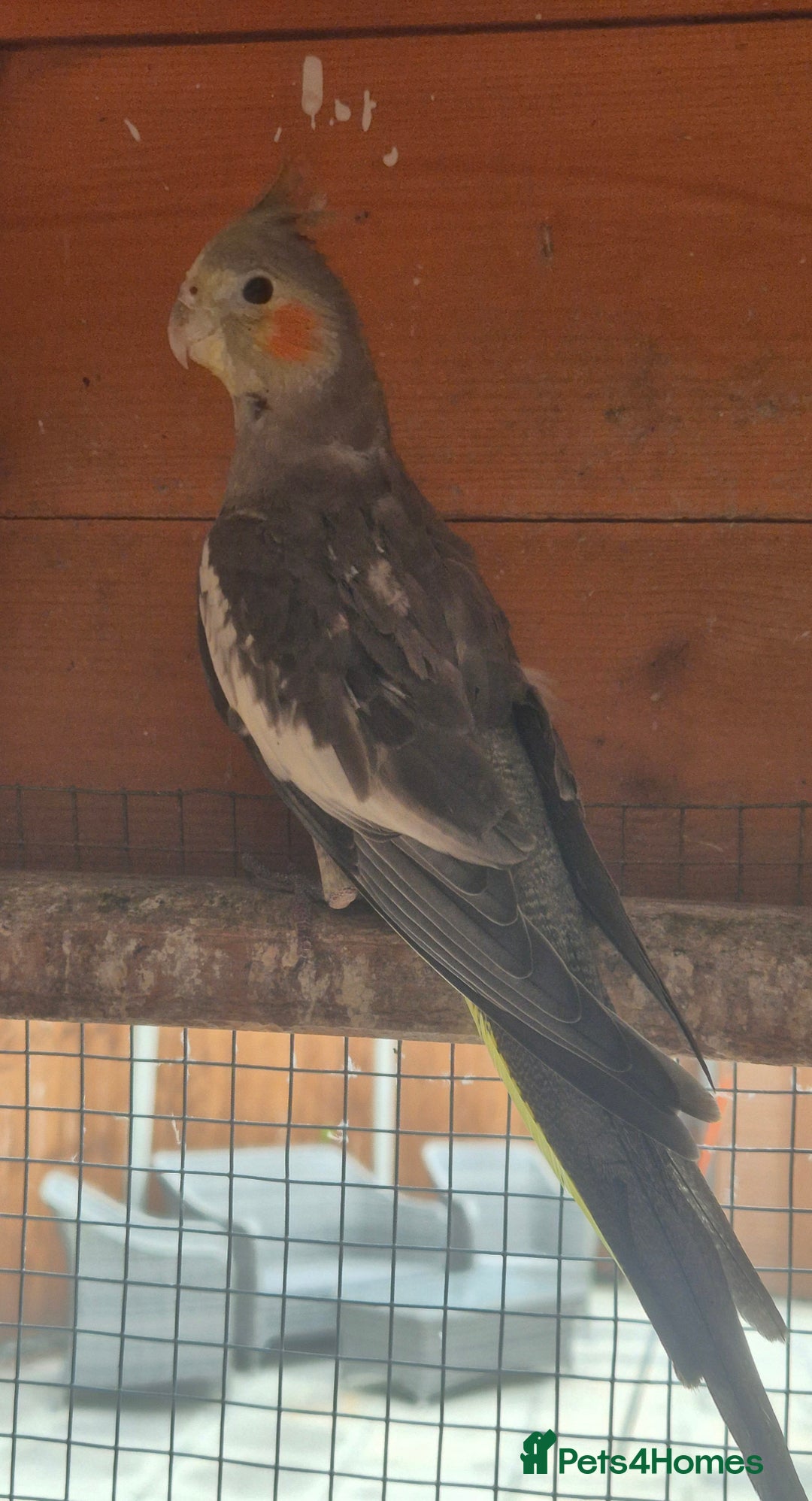 Finches birds for sale: Cockatiels and zebra finches  - Image 3