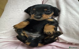 Dachshund dogs for sale: 8 dachshund puppies  - Image 18