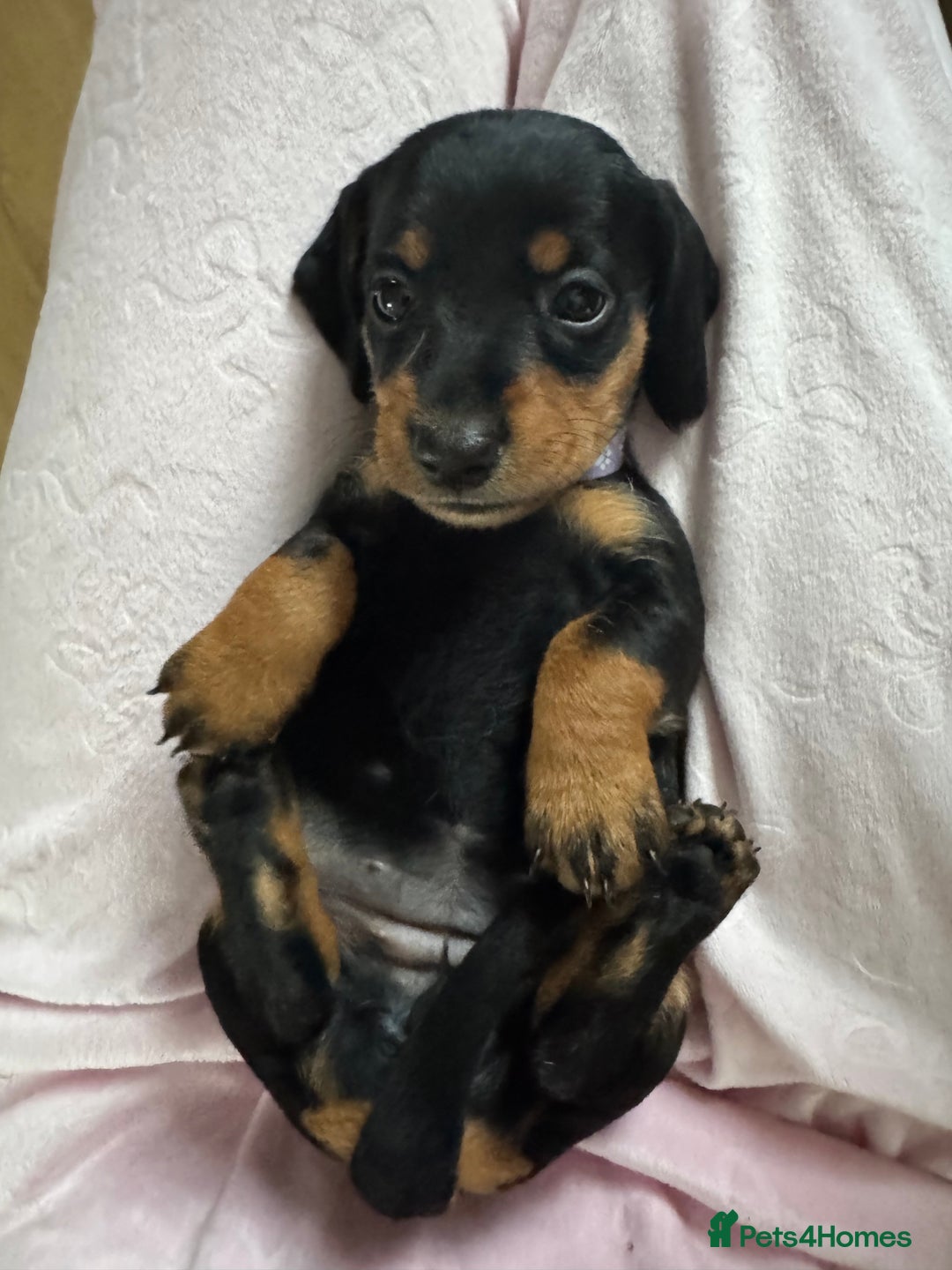 Dachshund dogs for sale: 8 dachshund puppies  - Image 18