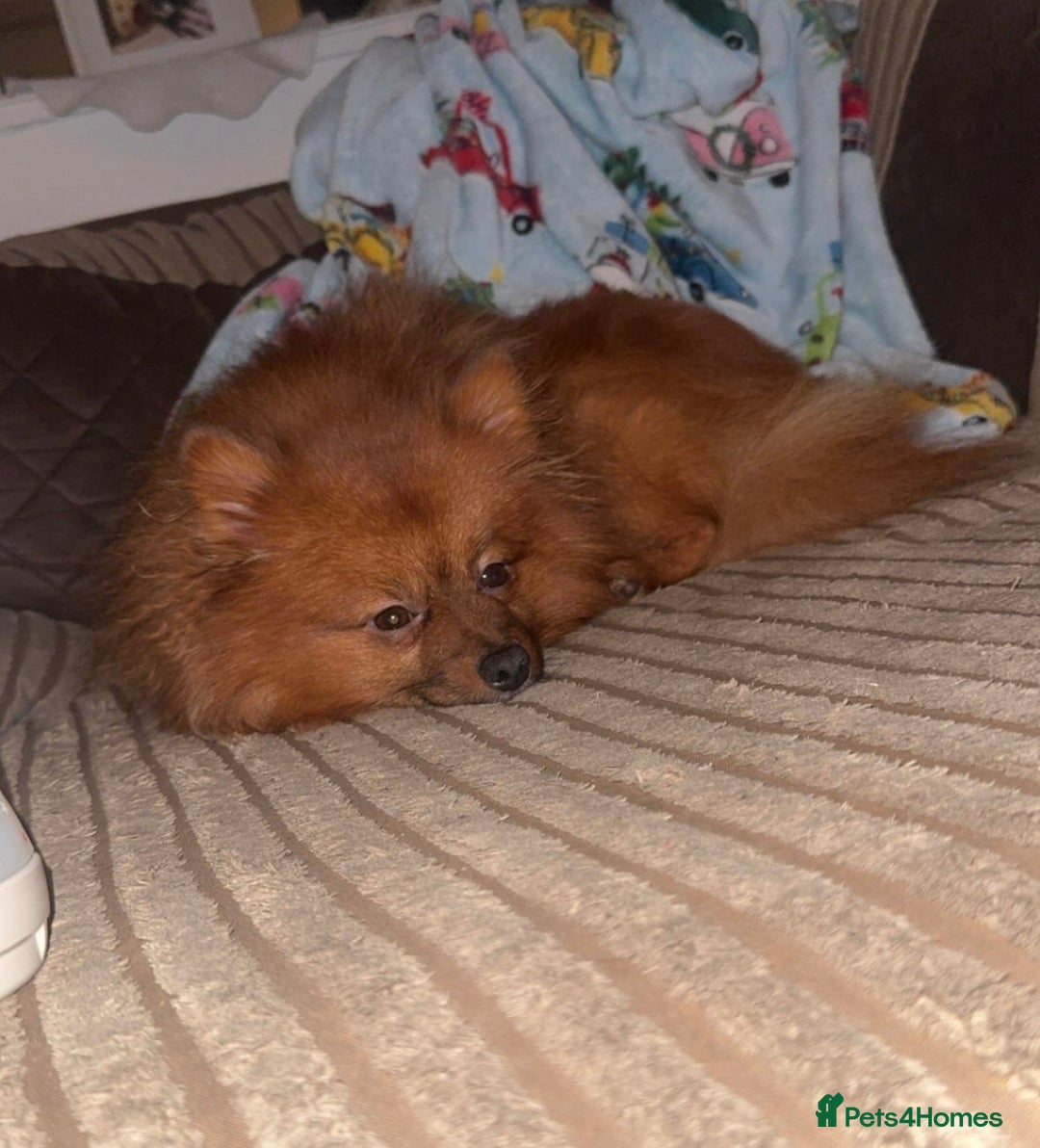 German Spitz dogs for sale: Ronnie - Advert 2