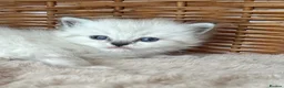 RagaMuffin cats for sale: Purebred RagaMuffin Kittens  - Advert 6