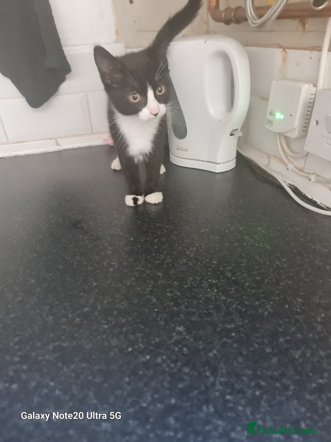 Mixed Breed cats for sale: 4 kittens looking for forever homes  - Image 1