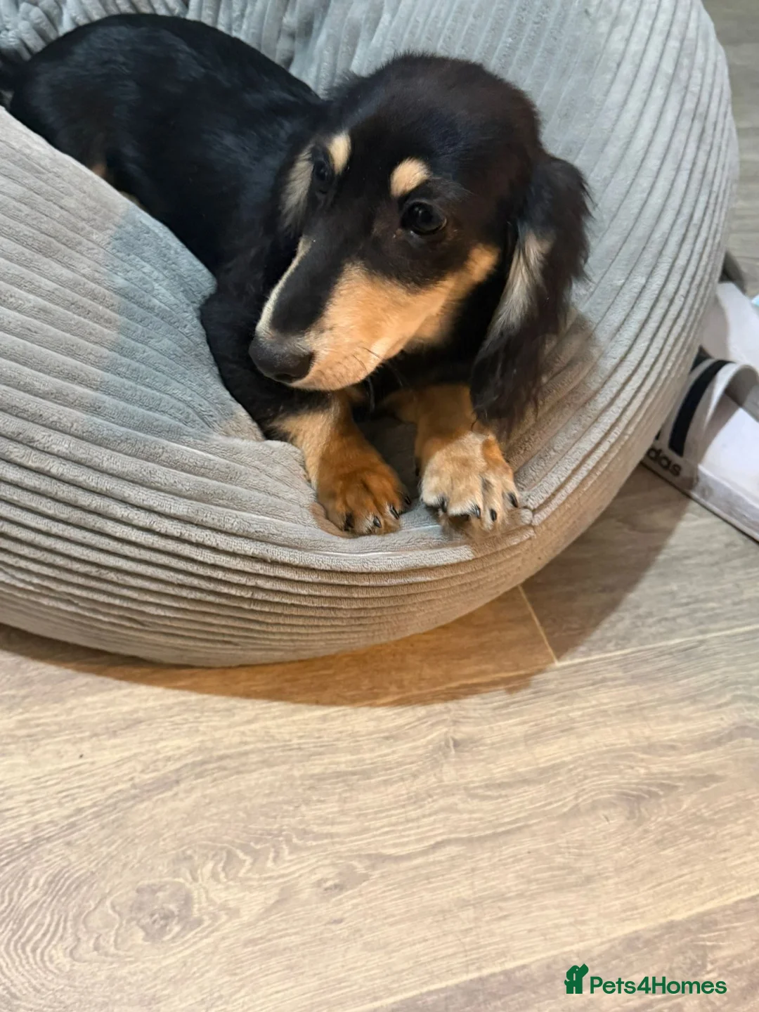 Dachshund dogs for sale: Beautiful Minituare Dachshund - Advert 2