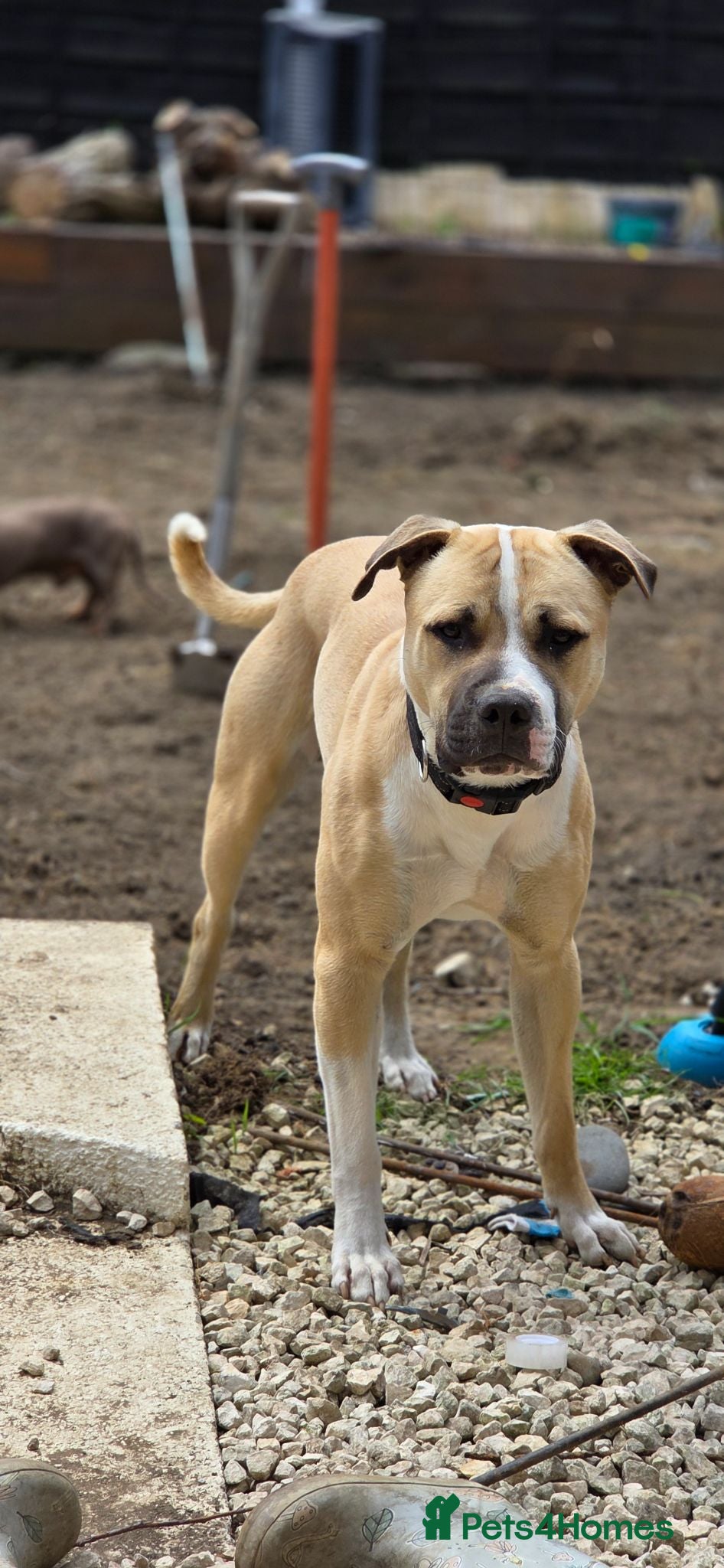 Mixed Breed dogs Mastiff x boxer  - Advert 1