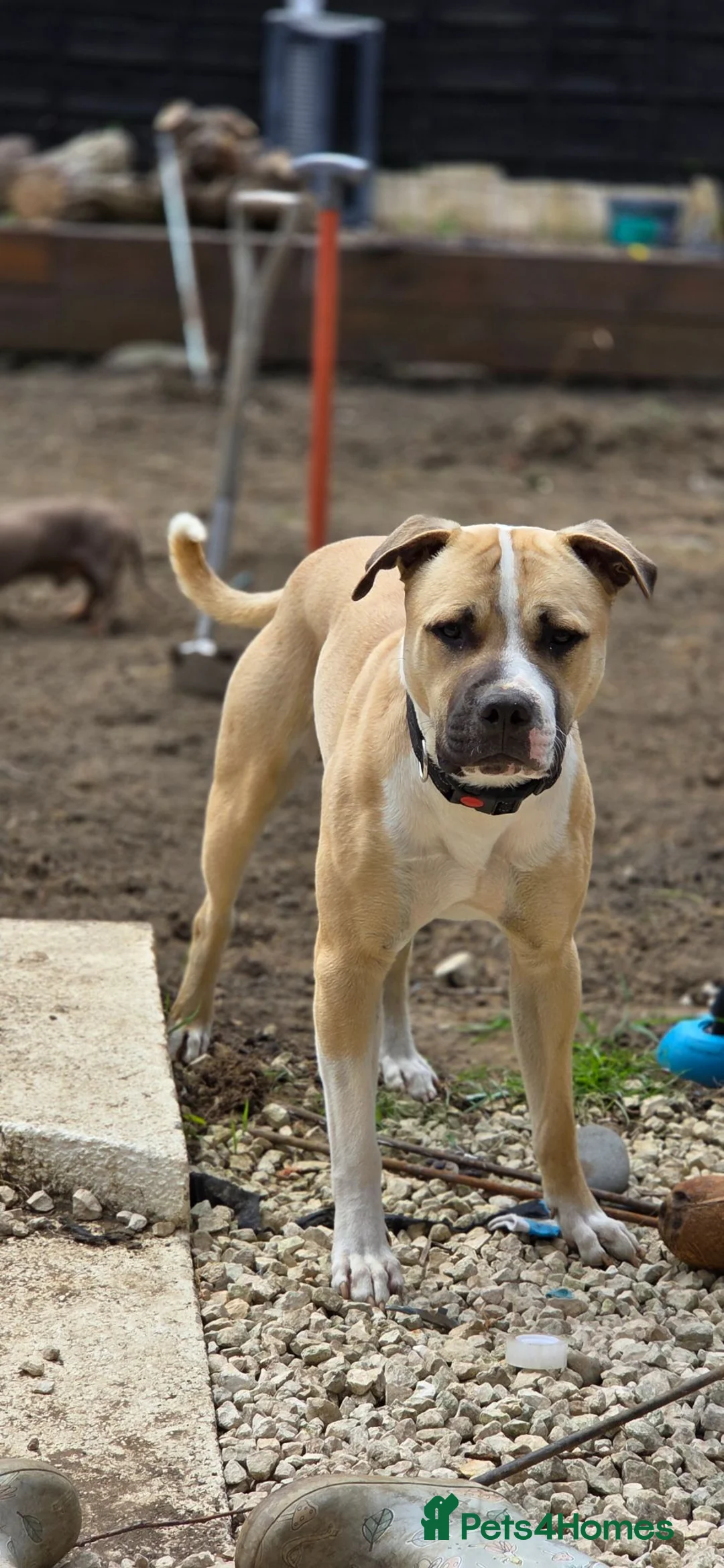 Mixed Breed dogs for sale: Mastiff x boxer  - Advert 1