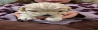 Cream Boy 
