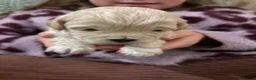 Mixed Breed dogs for sale: Maltipoo x Shihtzu  - Advert 4