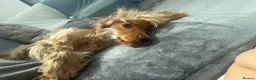 Cocker Spaniel dogs for sale: Show cocker spaniel female - 1yr 3mnth - Advert 4