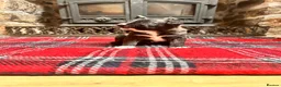Mixed Breed dogs for sale: Collie x blue brindle American bulldog puppies in Insch - Advert 12
