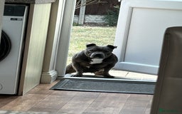 Staffordshire Bull Terrier dogs for sale: Staffordshire Bull terrier  in Birmingham - Image 4