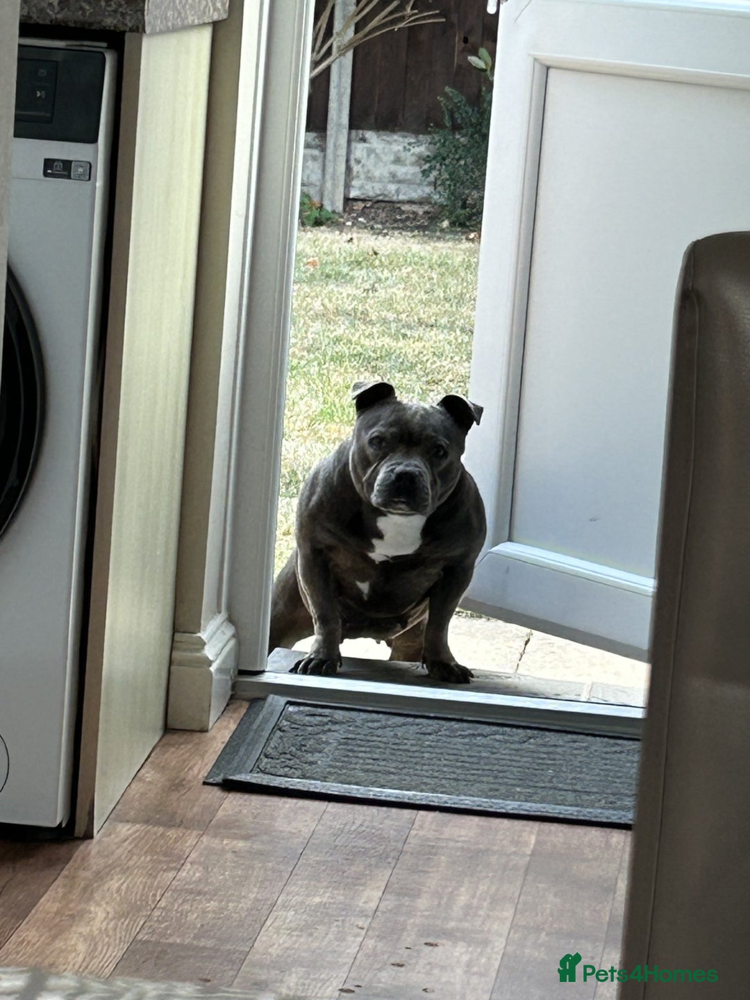 Staffordshire Bull Terrier dogs for sale: Staffordshire Bull terrier  in Birmingham - Image 4
