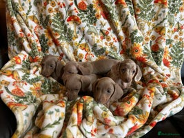 Miniature Dachshund dogs - Advert 6