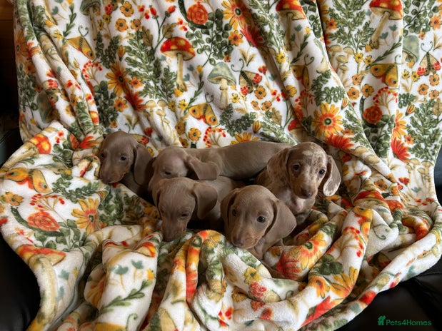 Miniature Dachshund dogs - Advert 16