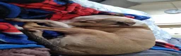 American Bull Staffy dogs for sale: 4 year old American Staff for rehoming - Advert 6