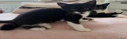 Mixed Breed cats for sale: Beautiful kitten looking for his forever home  - Advert 2