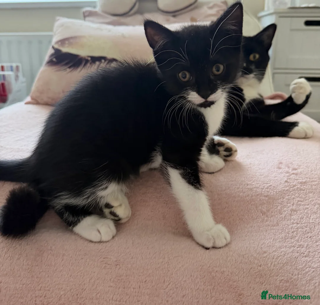 Mixed Breed cats for sale: Beautiful kitten looking for his forever home  - Advert 2