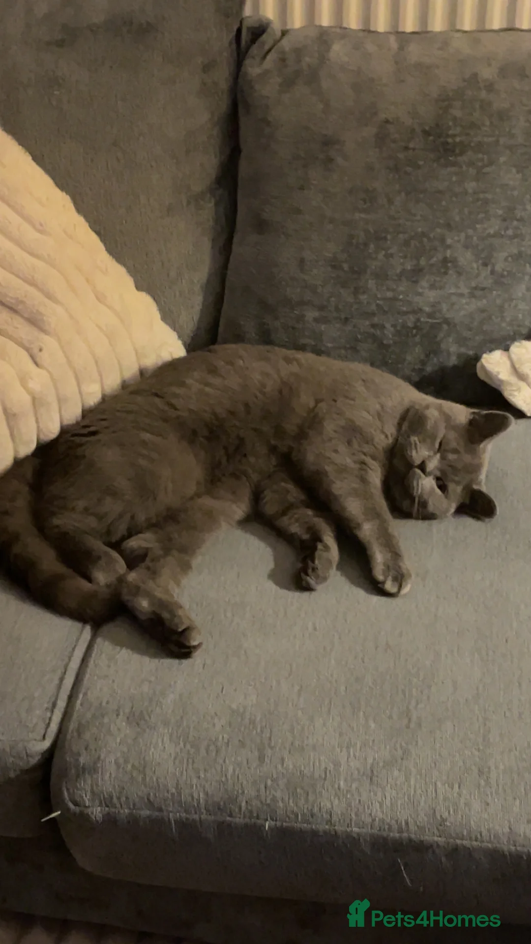 British Shorthair cats for sale: 11 month old British Blue for Sale - Advert 6