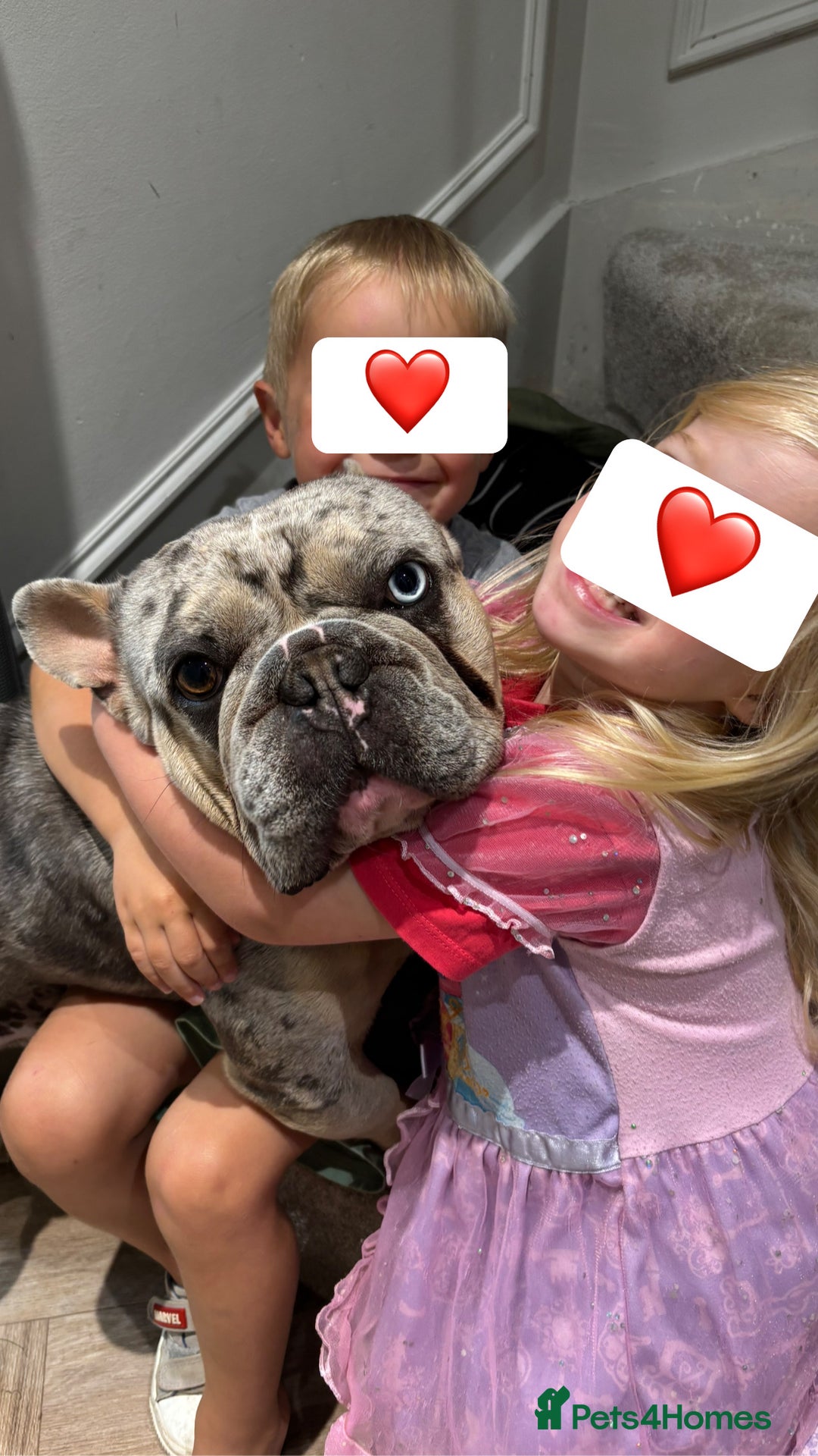 French Bulldog dogs for stud: Mixed Merle French Bulldog Stud - Image 2