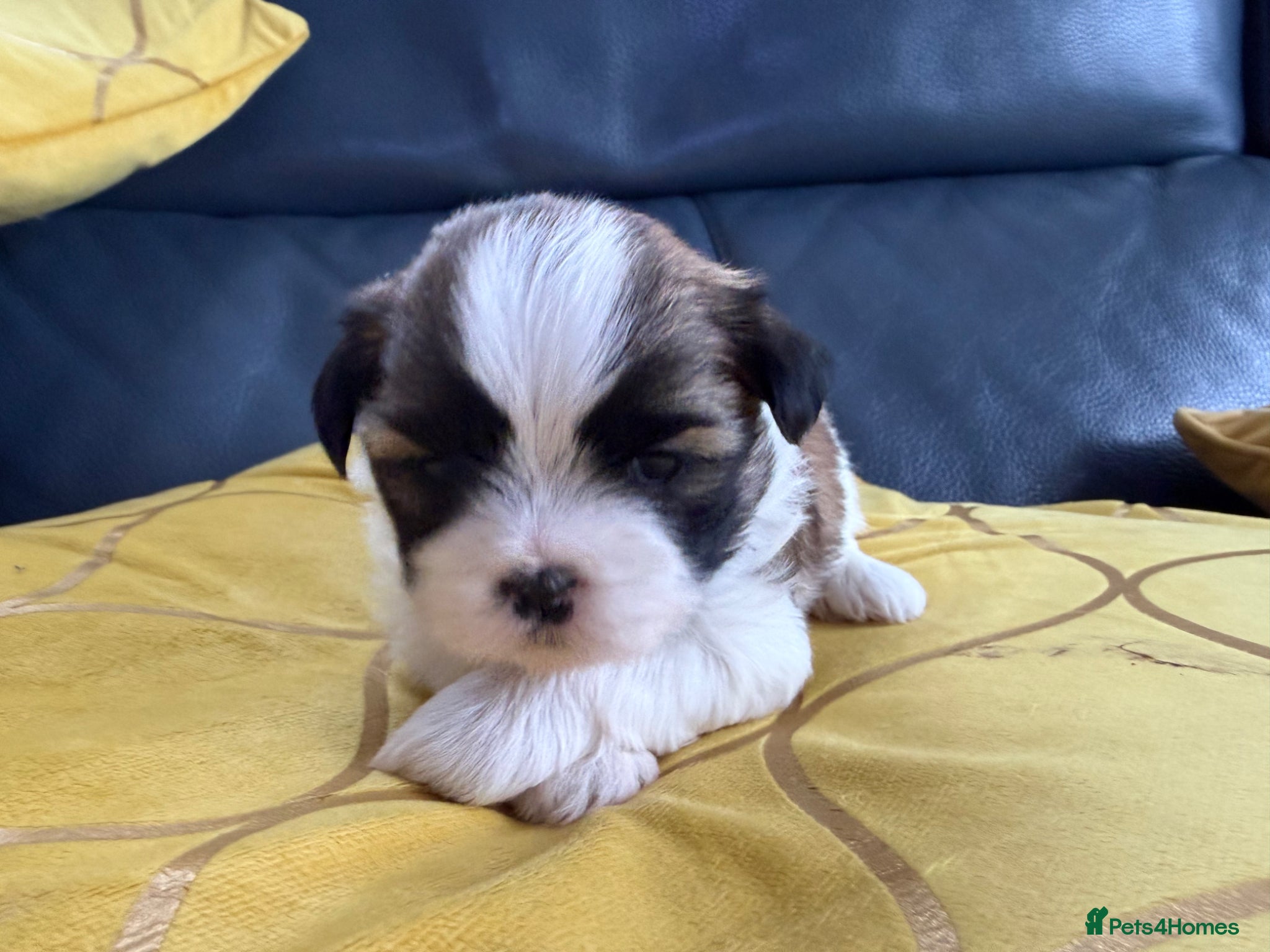 Shih Tzu dogs Purebred Shih Tzu Puppies Looking for Loving Homes - Advert 5